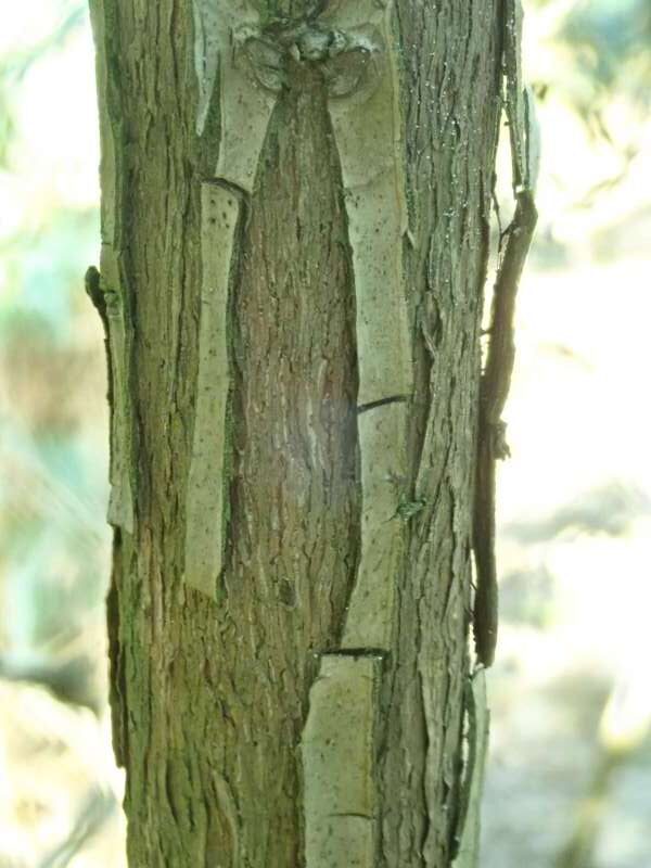 R. longipes var. longipes CH7072 i Bremens Rhododendronpark, bark. Foto: Hans Eiberg