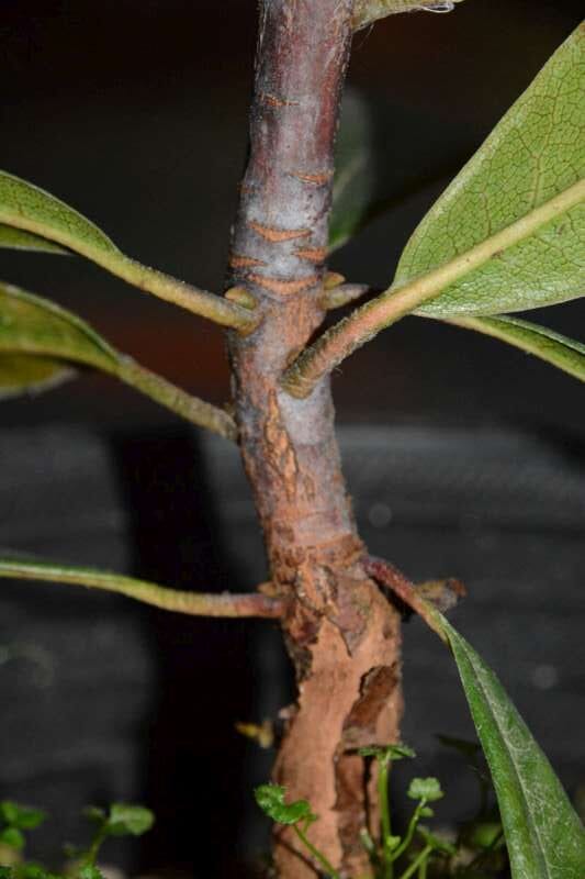 R. lukiangense hos Harold Fearing. Foto: Harold Fearing