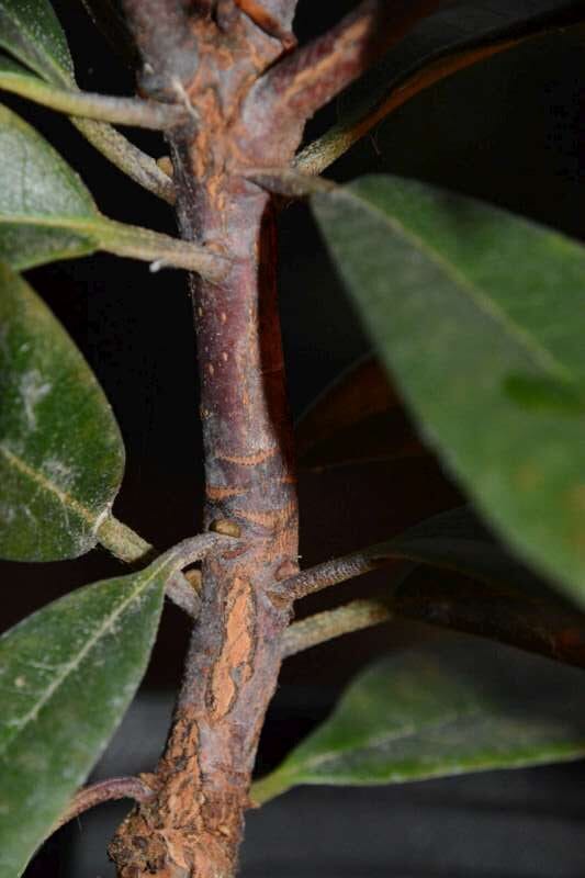 R. lukiangense hos Harold Fearing. Foto: Harold Fearing