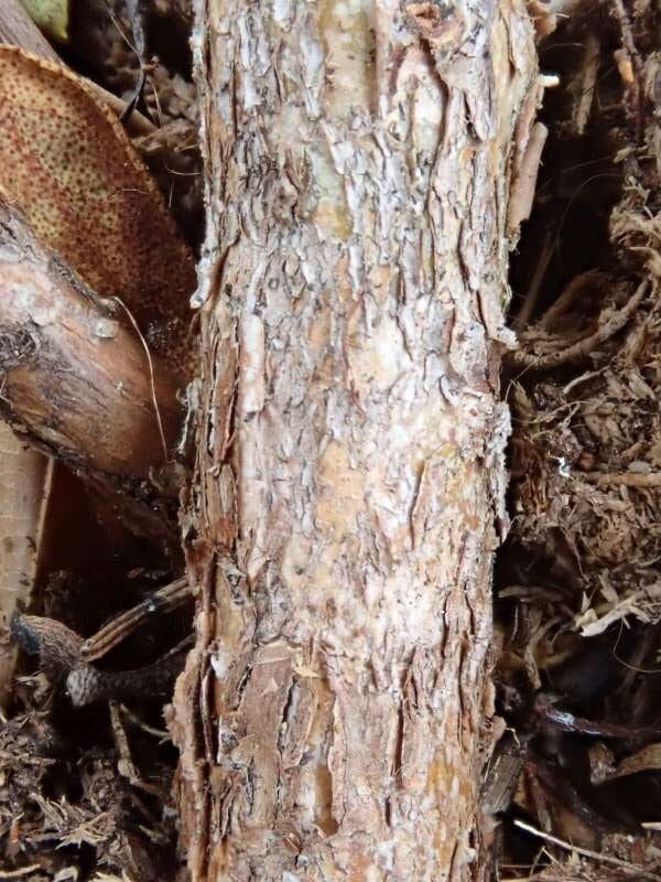 R. lungchiense (aff.) from Kangding (100 km vest), stamme. Foto: Hans Eiberg