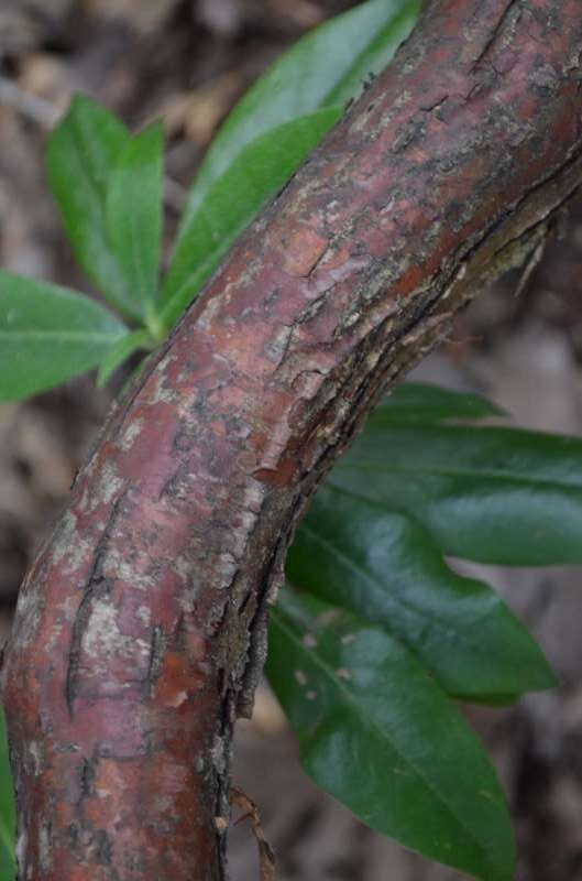 R. lyi, bark, i Tannock Glen Dunedin New Zealand. Foto: Mark Joel
