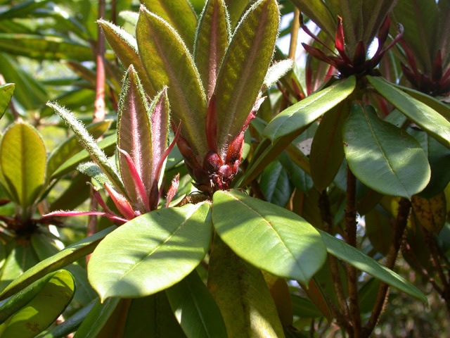 maculifera-x--Crarae