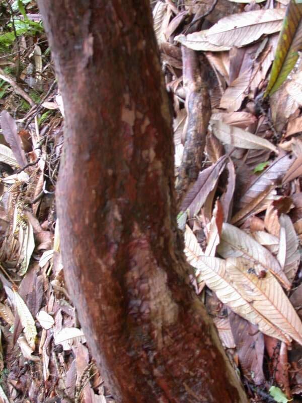 R. magnificum at Brodick Castle. Foto: Hans Eiberg