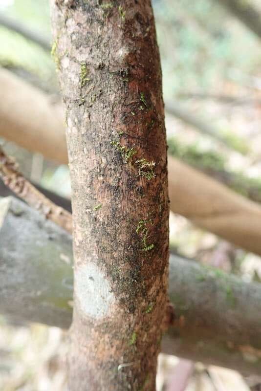 R. mallotum på Pianma Pass V-Yunnan, bark. Foto: Hans Eiberg