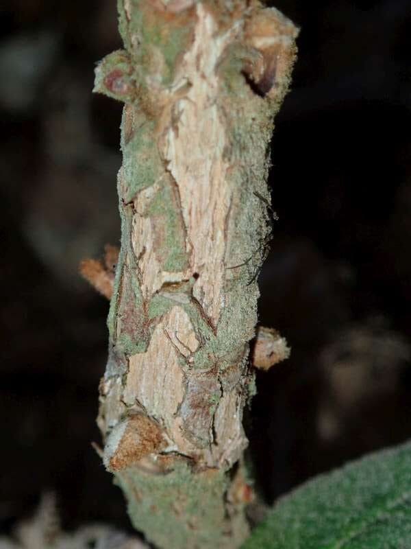 R. mallotum JN stamme på lille plante, hos HE. Foto: Hans Eibeg