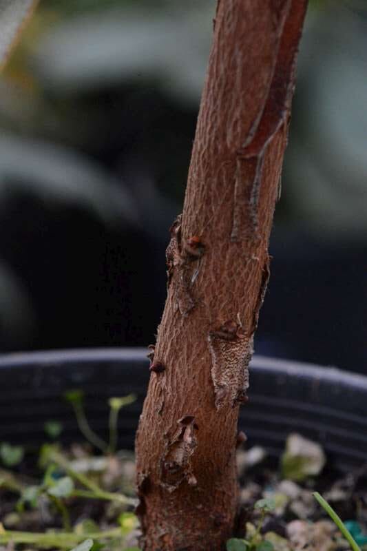 R. manipurense / R. maddenia ssp. crassum. Foto: Harold Fearing