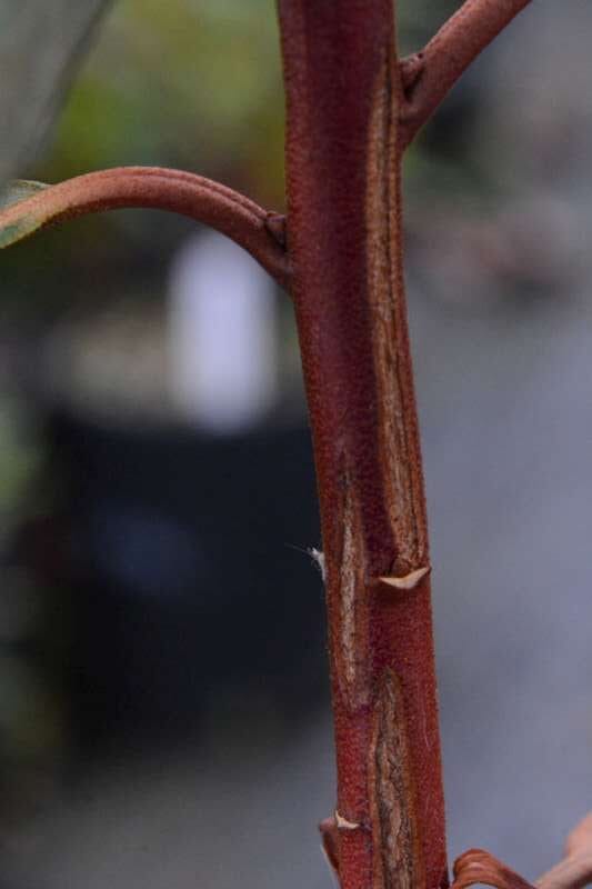 R. manipurense / R. maddenia ssp. crassum. Foto: Harold Fearing