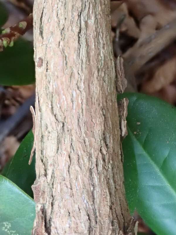 R. maximum Mt. Mitchell, stamme. Foto: Hans Eiberg