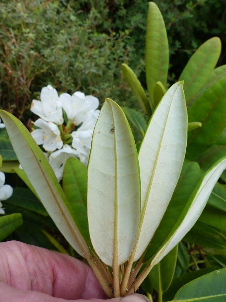 R. maximum indument. Foto: Jan Brodersen