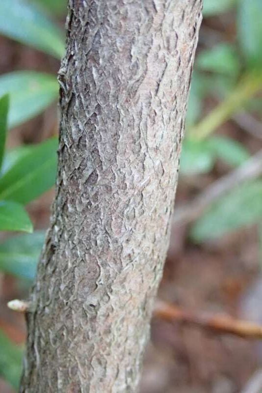 R. mekongense var. melinanthum, bark hos HE. Foto: Hans Eiberg