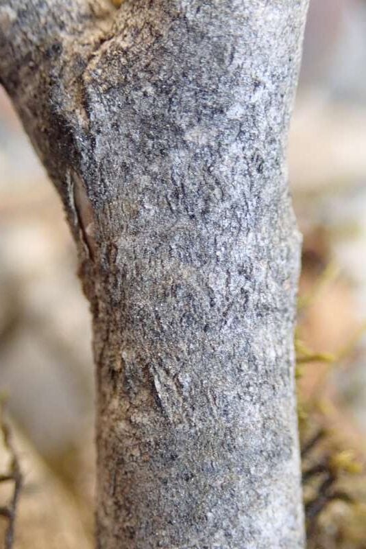 R. mekongense var. mekongense stamme, Peacock Pass Yunnan. Foto: Hans Eiberg