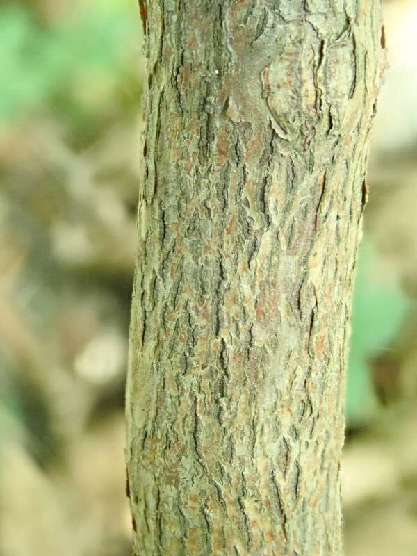 R. miniatum CER9927, bark. Foto: Hans Eiberg