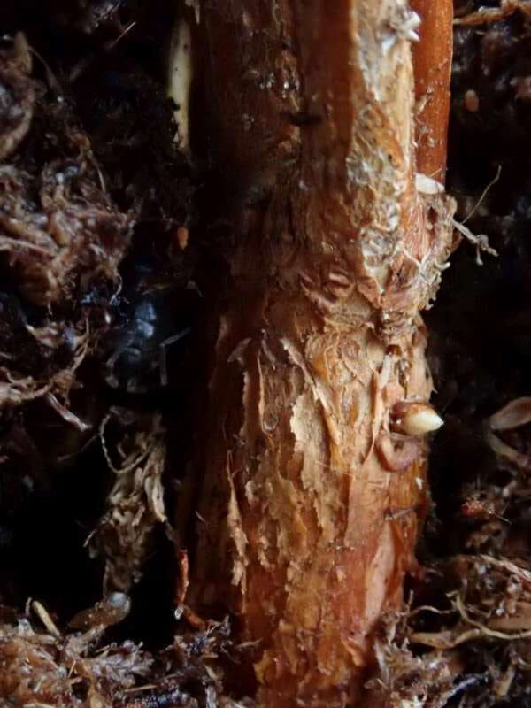 R. smokianum, ung stamme. Foto: Hans Eiberg