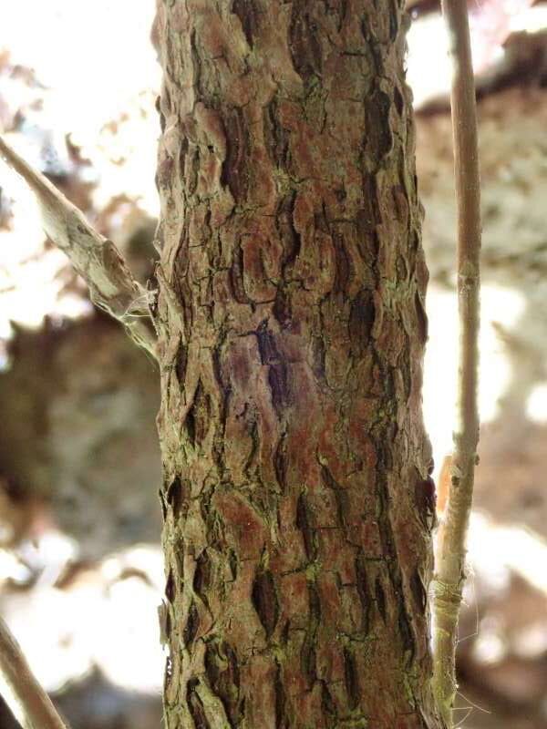 R. multiflorum bladbasis hos HE, stamme. Foto: Hans Eiberg