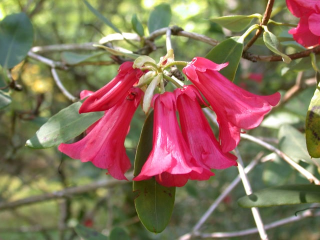 neriiflorum-euchaites-1996015-Crarae