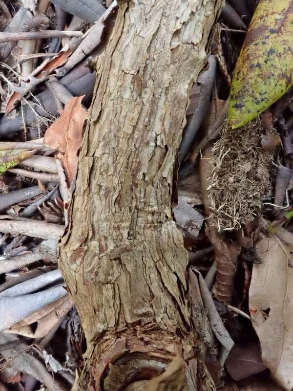 R. x nikomontanum (perhaps R. aureum x R. brachycarpum), stamme. Foto: Hans Eiberg