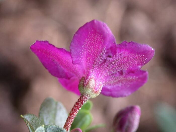R. calostrotum ssp. riparium / R. nitens Foto: Hans Eiberg