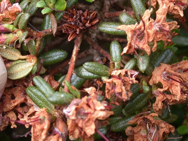 nivale-boreale-Glenarn