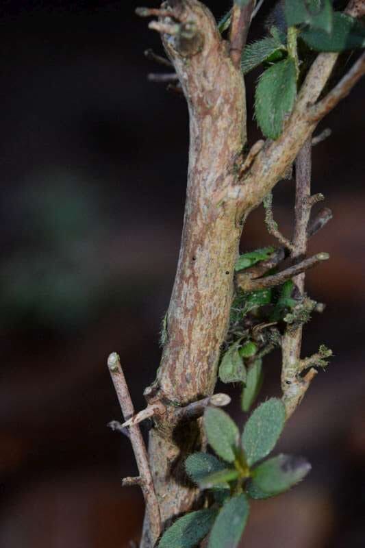 R. noriakjanum hos Harold Fearing. Foto: Harold Fearing