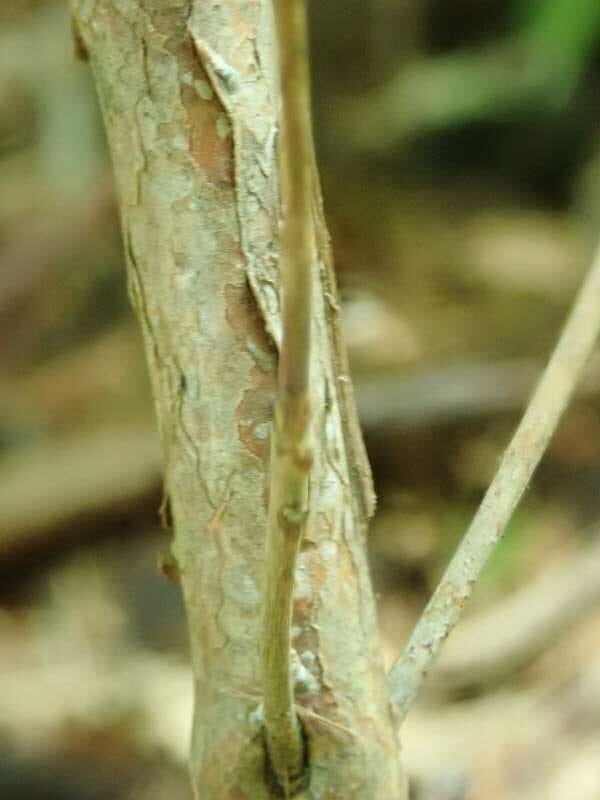 R. nyingchiense, NW-Yunnan, ARS2002-693, S. Hootman, DGEY-196, bark. Foto: Hans Eiberg