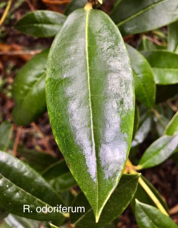 R. maddenii ssp. crassum / R. odoriferum, bladoverside. Foto: Dennis McKiver