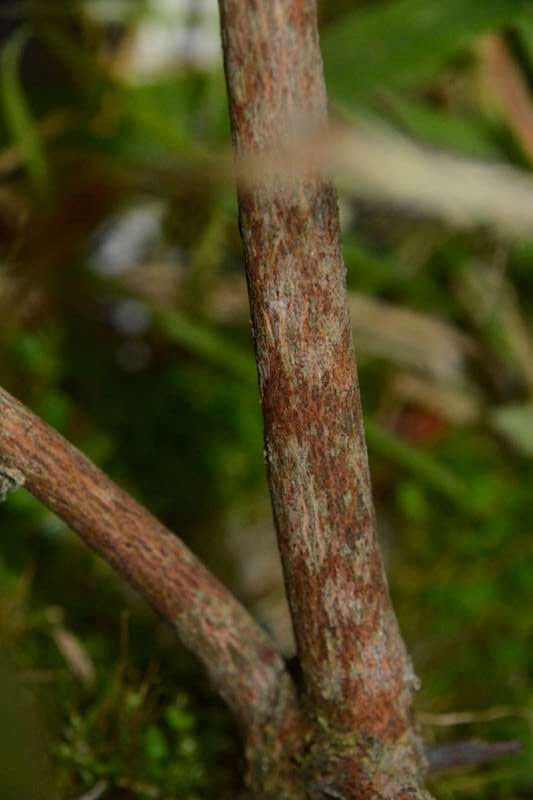 R. oldhamii bark, hos Harold Fearing. Foto: Harold Fearing