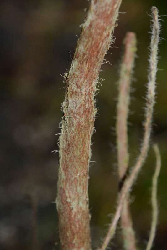 R. oldhamii bark, hos Harold Fearing. Foto: Harold Fearing