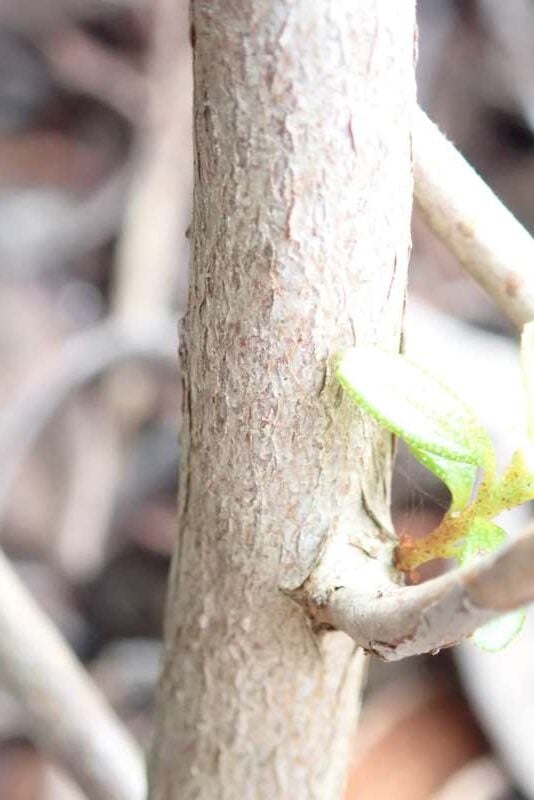 R. orthocladum var. orthocladum stamme hos HE. Foto: Hans Eiberg