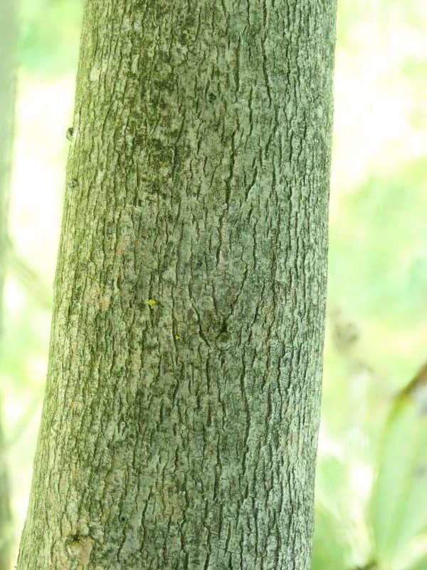R. pachytrichum aff. RSF149 Bark. Foto:Hans Eiberg