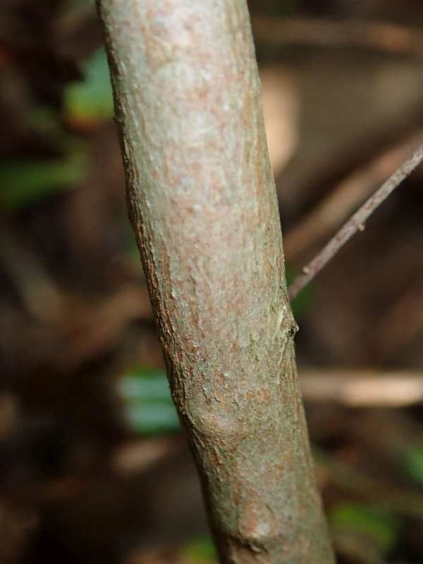 R. parvifolium stamme. Fra Houkaido, N. Japan. Foto: Hans Eiberg