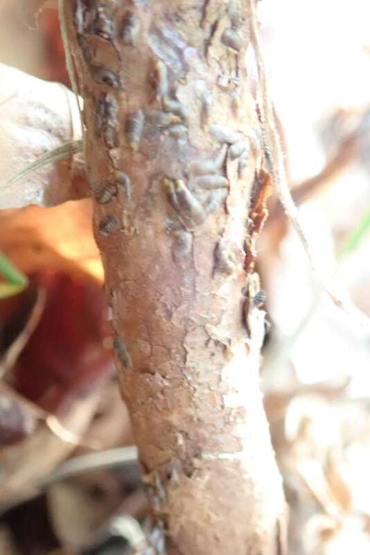 R. pemakoense stamme. Foto: Hans Eiberg