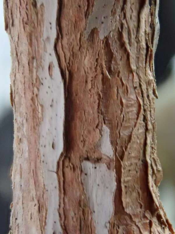 R. pocophorum var. pocophorum bark hos HE. Foto: Hans Eiberg