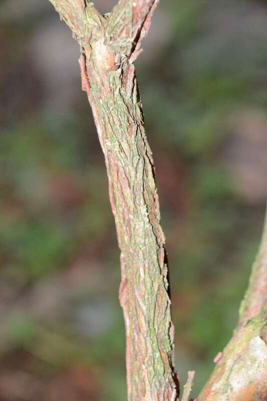R. pruniflorum ung tør bark hos Harold Fearing. Foto: Harold Fearing