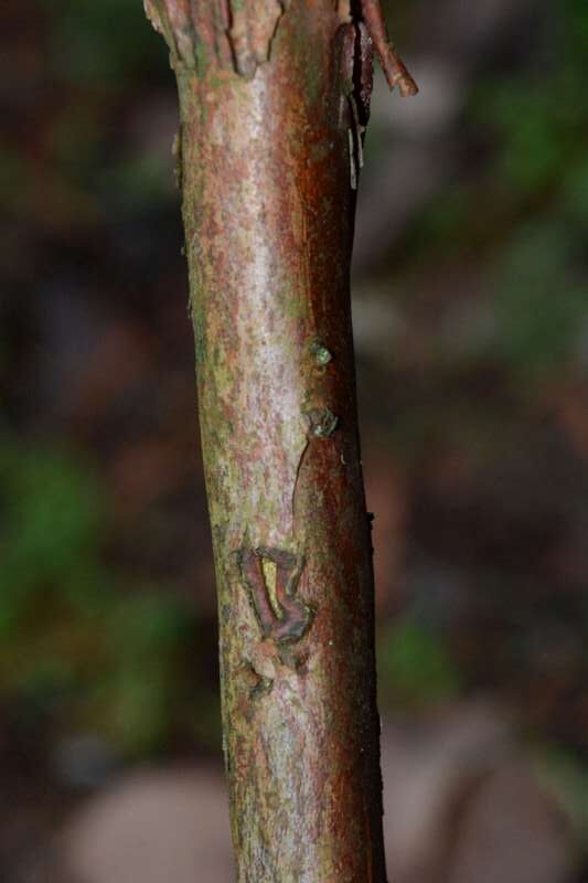 R. pruniflorum ung våd bark hos Harold Fearing. Foto: Harold Fearing