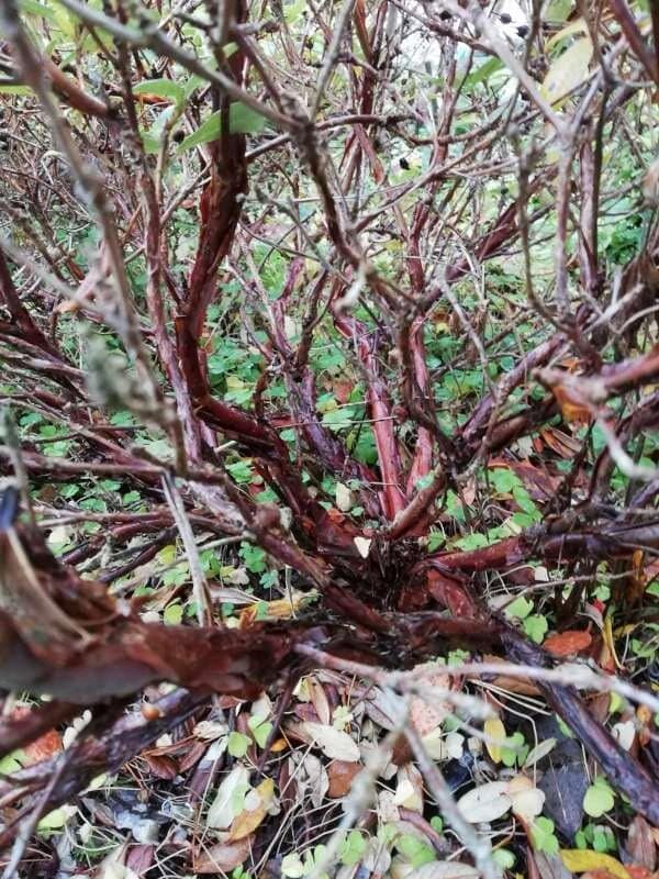 R. pruniflorum gammel stamme hos Egil Valderhaug. Foto: Egil Valderhaug