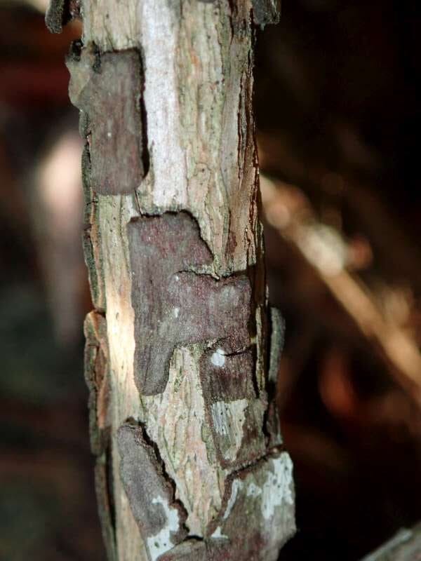 R. purdomii ARS461/95 ung stamme, hos HE. Foto: Hans Eiberg