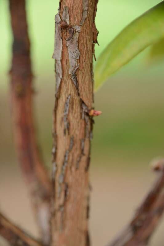 R. ramsdenianum hos Harold Fearing. Foto: Harold Fearing