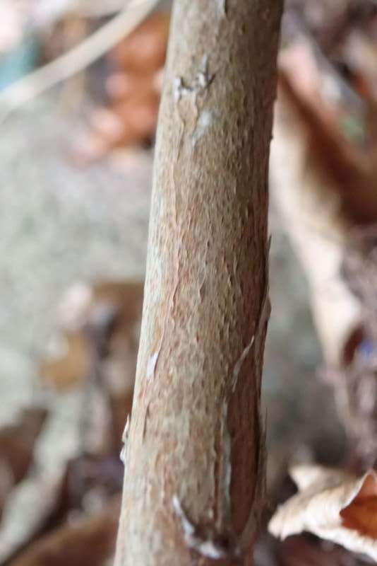 R. ravum bark. Foto: Hans Eiberg