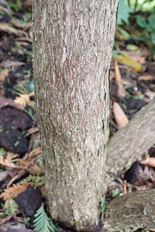 R. rex ssp. gratum (en form af R. basilicum) i Købh. Bot. Have, stamme. Foto: Hans Eiberg