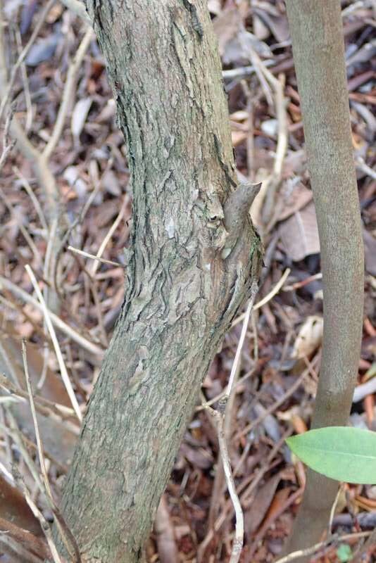 R. rigidum fra GFP (fra Kunming Bot. Have?) (R. racemosum var. rigidum) hos HE, stamme. Foto: Hans Eiberg