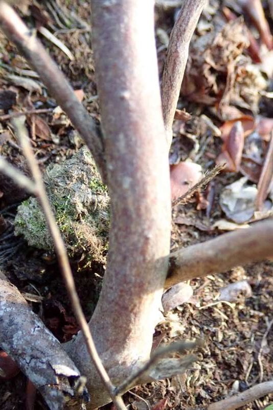 R. ripense hos HE, stamme. Foto: Hans Eiberg