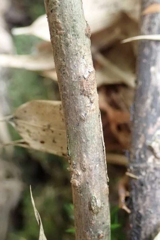 R. rubiginosum f. desquamatum stamme, Pianma Pass Yunnan. Foto: Hans Eiberg