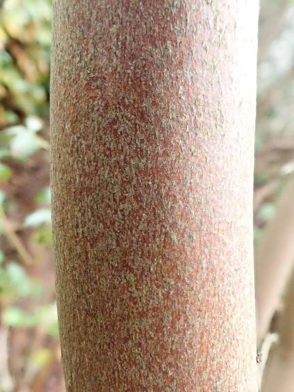 R. rubiginosum var. ptilostylum (AC904/95). Stamme. Hos HE. Foto: Hans Eiberg