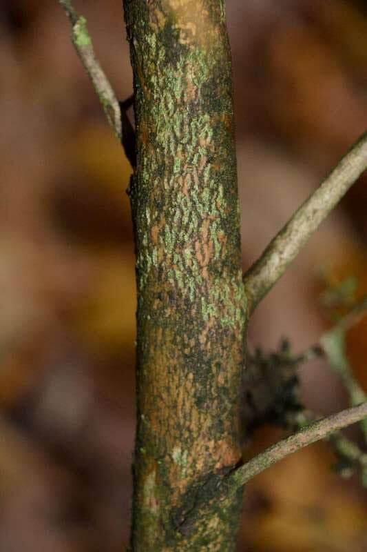 R. rubropilosum hos Harold Fearing. Foto: Harold Fearing