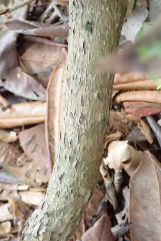 R. glischrum ssp. rude, gren. Foto: Hans Eiberg