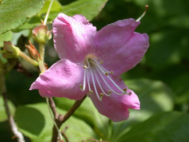 schlippenbachii-Crarae