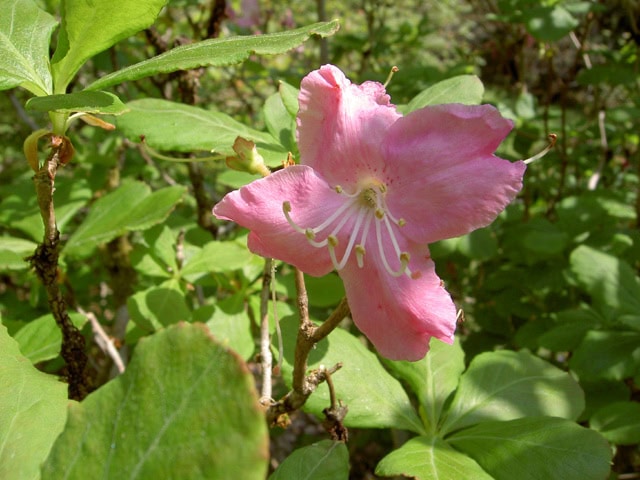 sclippenbachii-4lobes-4515-Crarae-Jes