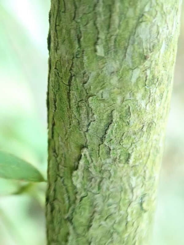 R. simsii bark i Bremens Rhododendronpark. Foto: Hans Eiberg