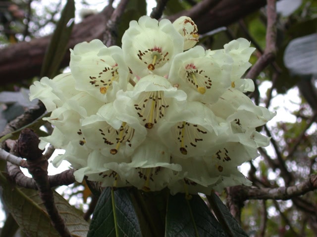 sinogrande-truss-Glenarn