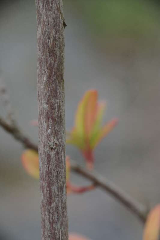 R. spinuliferum bark hos Harold Fearing. Foto: Harold Fearing